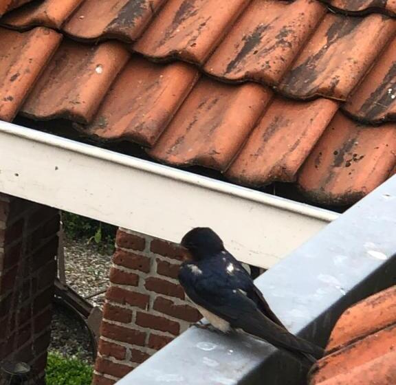 １ベッドルームハウス, Slapen Bij De Brug