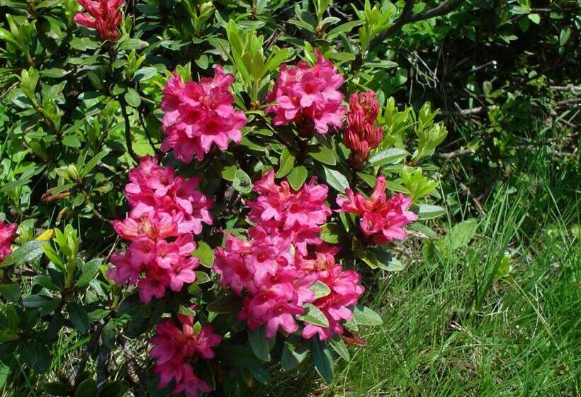 1 Sovrums Lägenhet, Haus Daniela