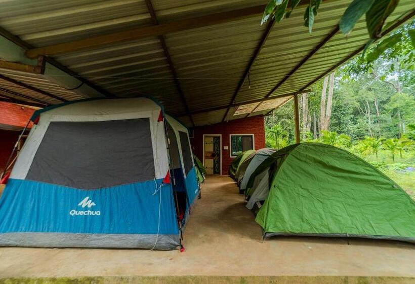 Standard Tent, Uk Nature Stay