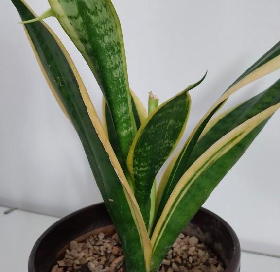 带大床的高级房间, Suite Al Borgo