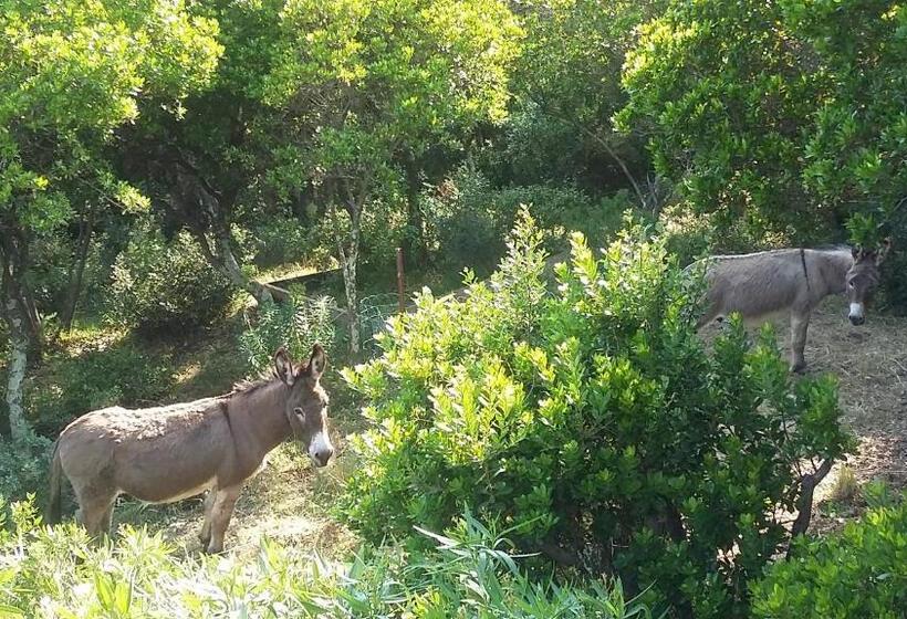 带海景的豪华间, Massacan Vue Mer
