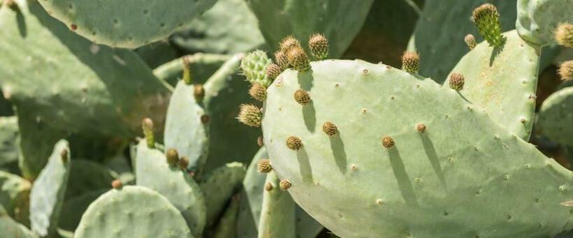 スーペリアールーム, Cas Cabo Nou Agroturismo Adults Only