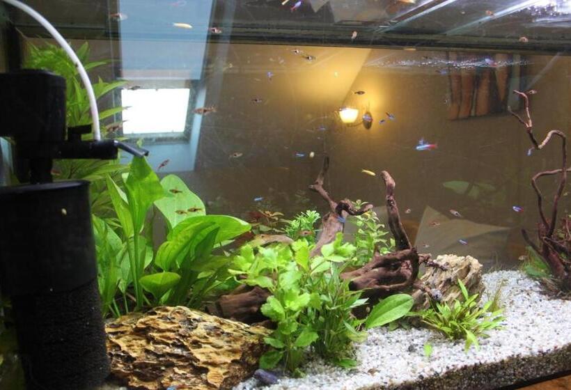 דירת חדר, Dworek