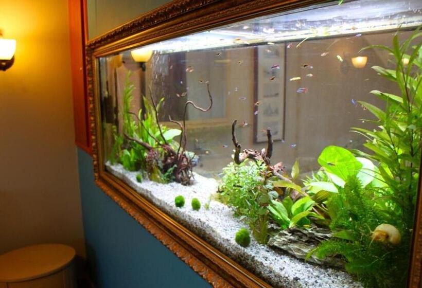 דירת חדר, Dworek