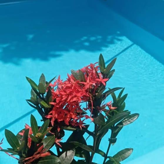 מיטה בחדר משותף, Cama 01 No Quarto Compartilhado