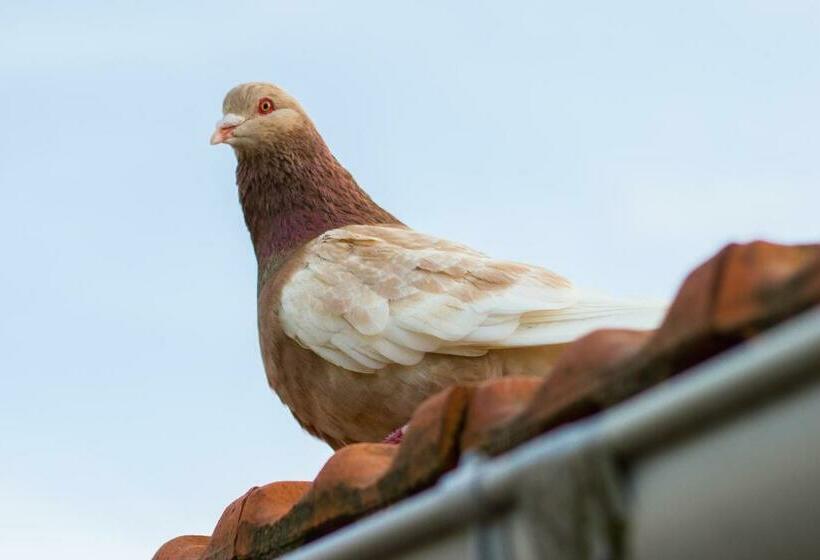 חדר סטנדרט, Aux Ronzières