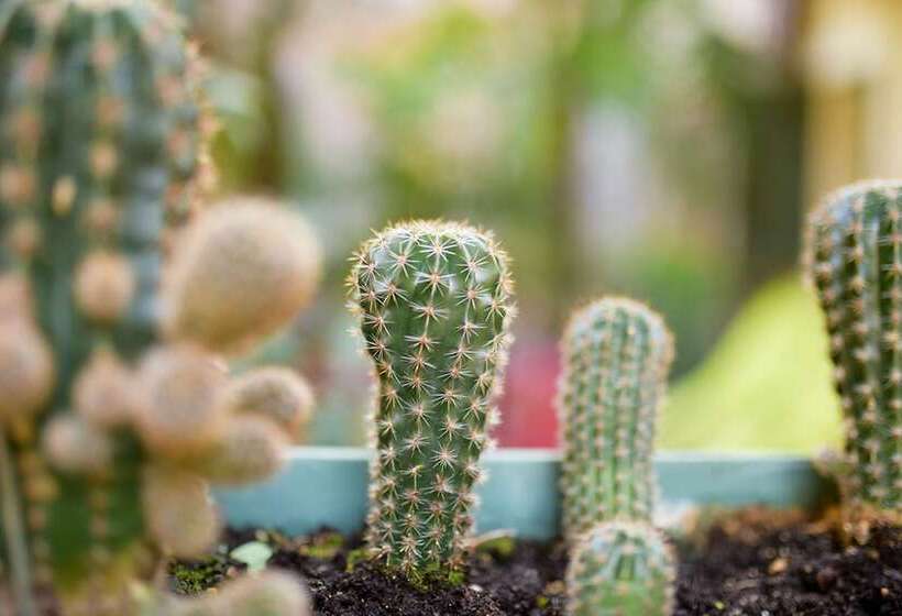 آپارتمان لوکس 1 خوابه, Romeo Giulietta