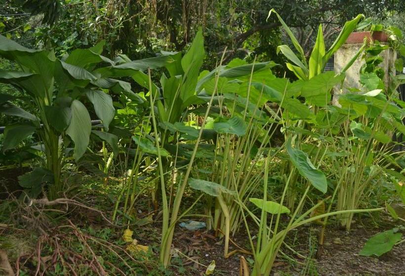 Standardrum, Mount Valley Mama Cottage