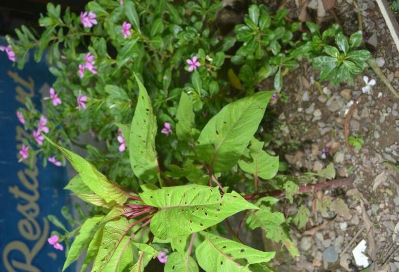 Standardrum, Mount Valley Mama Cottage