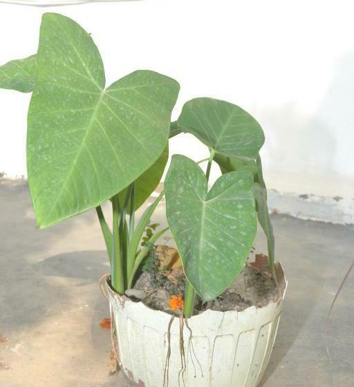 Standardrum, Mount Valley Mama Cottage