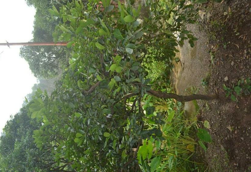 Standardrum, Mount Valley Mama Cottage