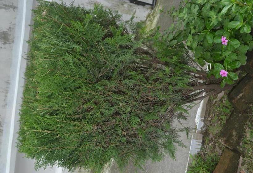 Deluxe Rum, Mount Valley Mama Cottage