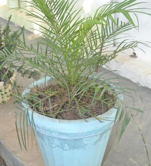 Deluxe Rum, Mount Valley Mama Cottage