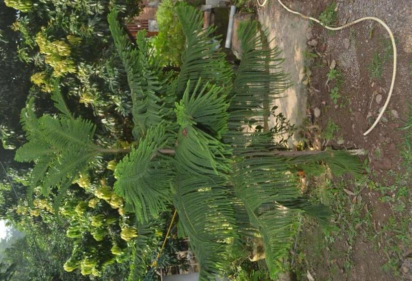 Deluxe Rum, Mount Valley Mama Cottage