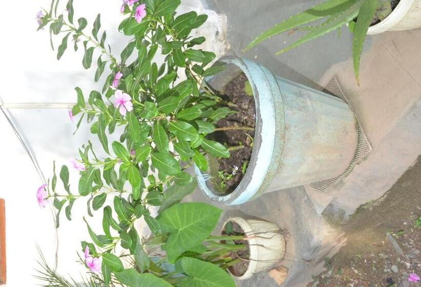 Deluxe Rum, Mount Valley Mama Cottage