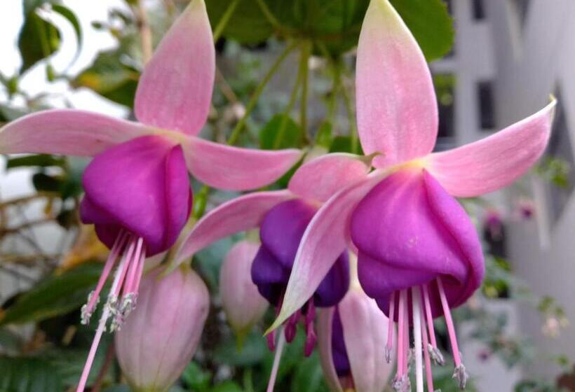 חדר אקונומי, Hostal Casa Del Montanista