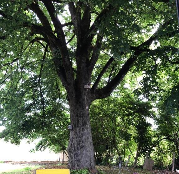 Apartament 1 Sypialnia Ogród, Chambres & Tables D'hôtes L'ostal De Pombonne