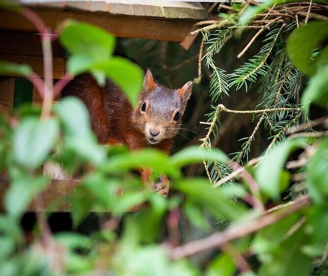 غرفة قياسية فردية, Silberdistel