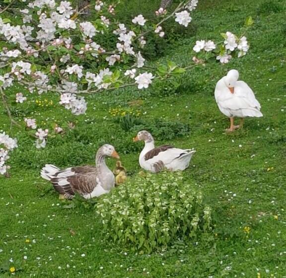 חדר משפחתי, Domaine De Karoli
