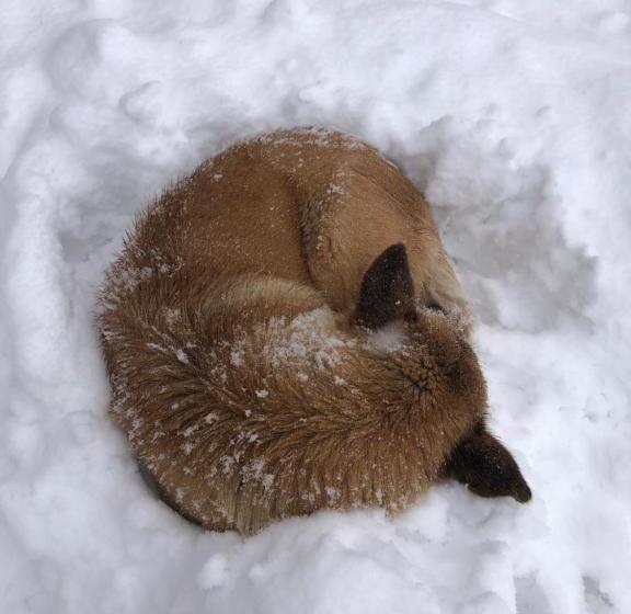 キングサイズベッドのスタンダードルーム, Hideaway Cottages