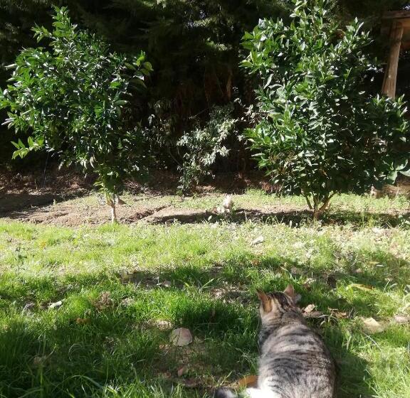 Номер Стандарт Совместная Ванная, Hostal Acuariano Piscoelqui