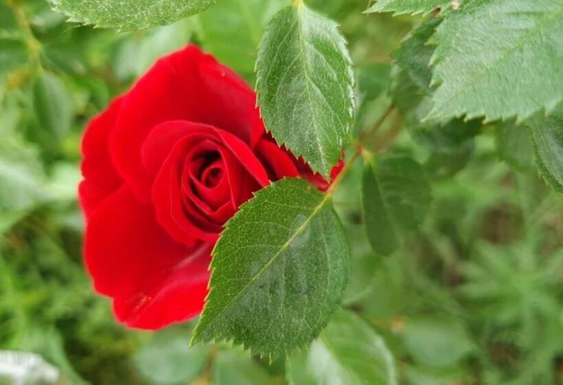 Habitación Estándar con Balcón, Meatsa