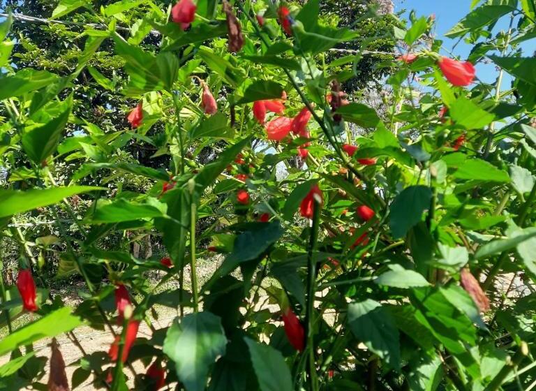 패밀리 룸 가든 전망, Hacienda Rosa Franca