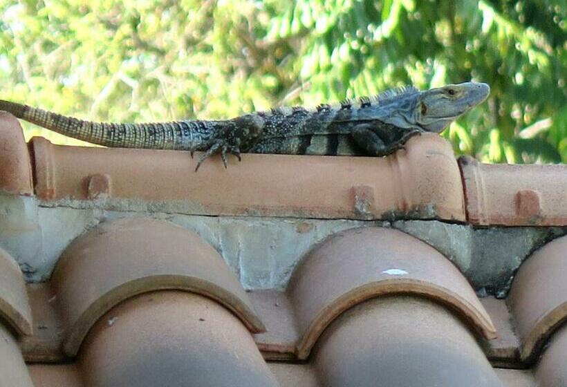 바다 전망 스탠다드 방갈로, Seagull Cove Resort