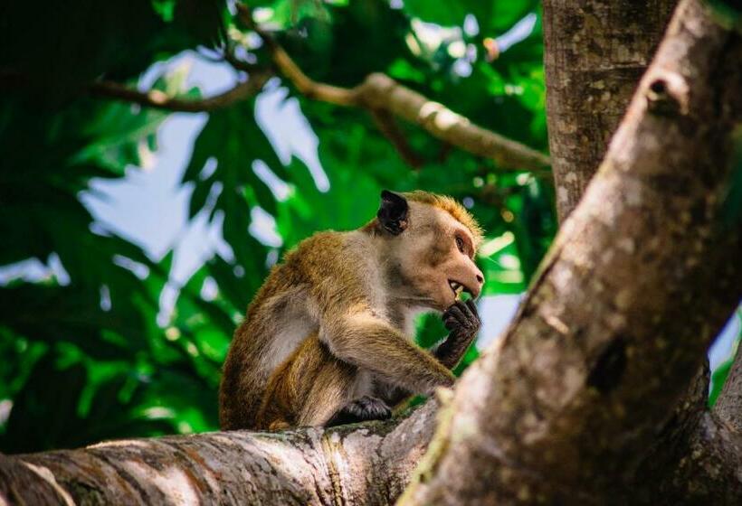 디럭스 룸, Kadolana Guest House