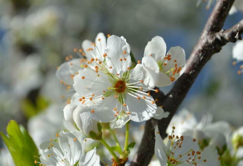 דירת דופלקס בת חדר שינה 1, Alvor Ar De Mar