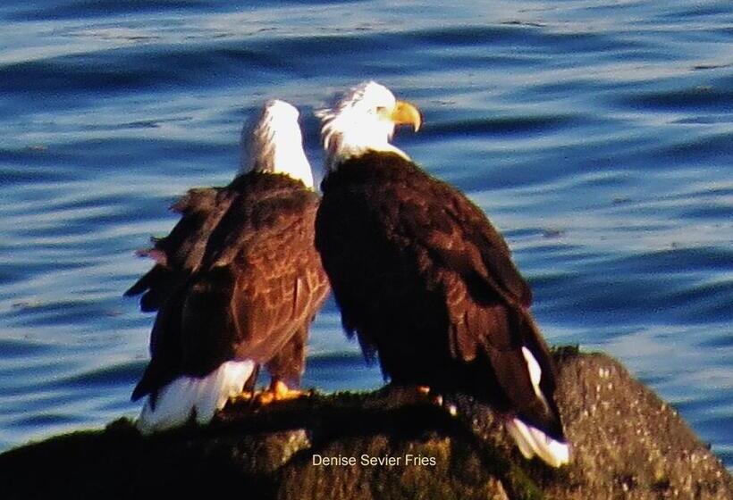 חדר סטנדרט נוף לים עם מרפסת, Above Tide Motel