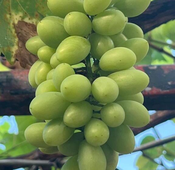 اتاق لوکس یک تخته, Mũi Né Motel