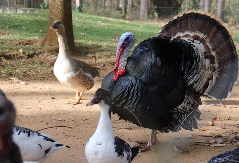 Студио Стандарт Вид на Сад, Fazenda Em Itapetininga, Paz, Descanso E Piscinas