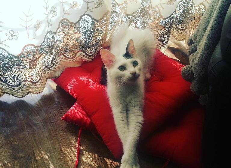 اتاق لوکس, Sunshine Court