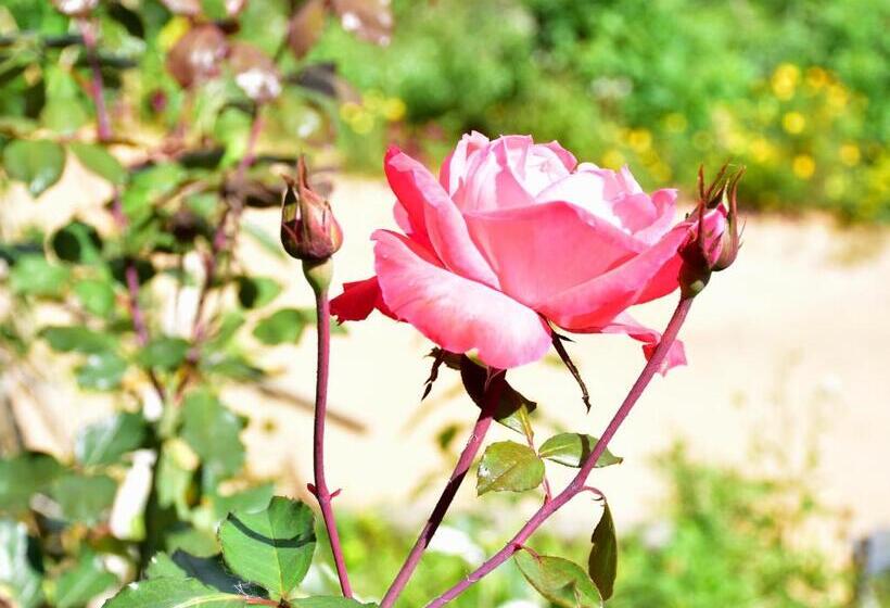 디럭스 패밀리 룸, Ornateview