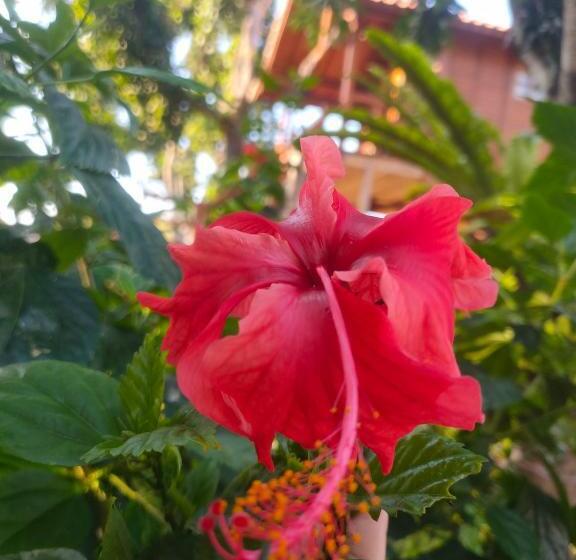 스탠다드 발코니 룸, Vanaya Lodge