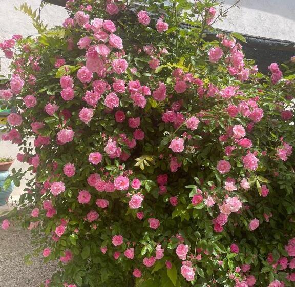 四人高级间, Nuova Scardua Agr Cucina Tipica