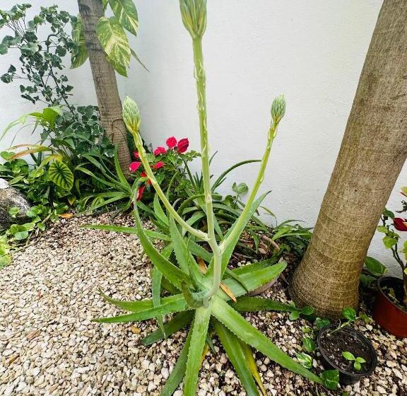 エコノミールーム, Nicte Ha Tulum