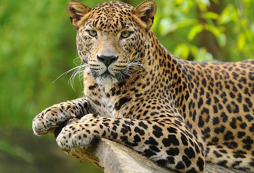 디럭스 룸, Yala Hotel Elephant Eye