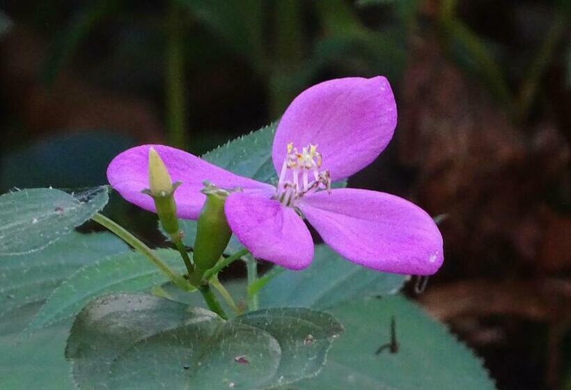 标准房带园景, Hostel Osa Tucan Drake