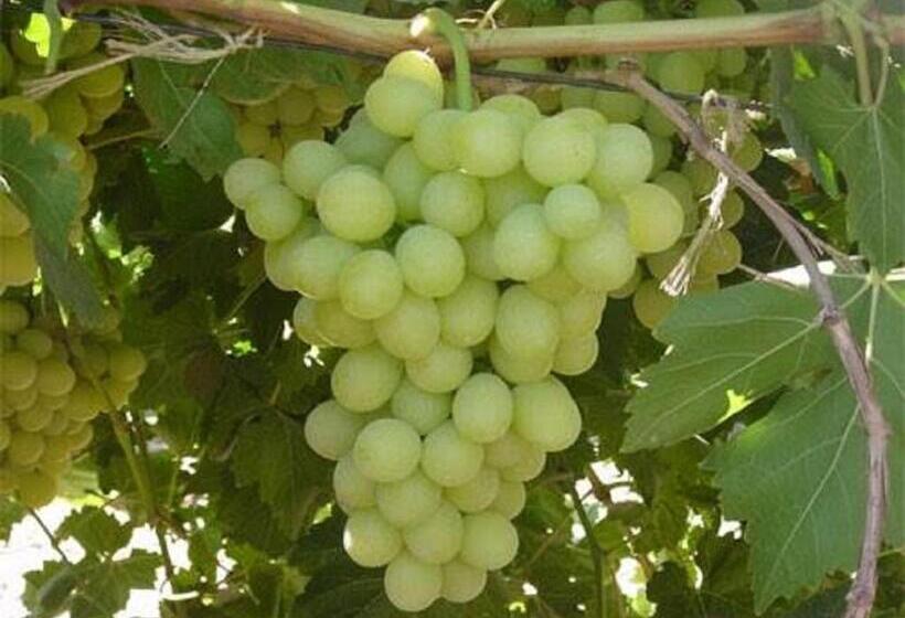 标准间, Hostal Tierra De Vinos