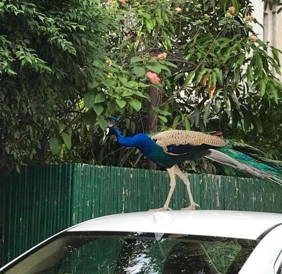 Номер Deluxe Вид на Сад, Homestay Chateau 39