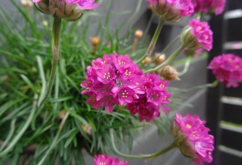 Estudio Estándar, Studio Augustinus
