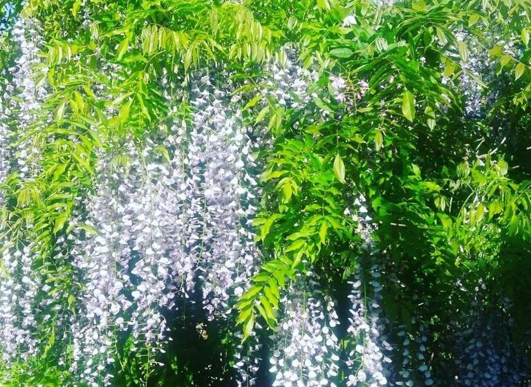 غرفة قياسية ثلاثية, Balally House