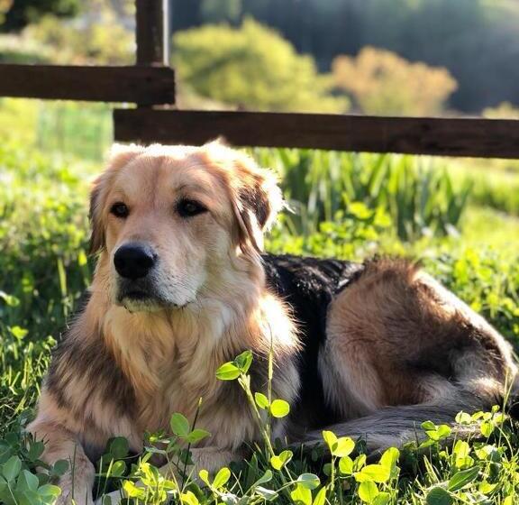 低层单卧公寓, La Lacia