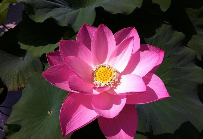 חדר סטנדרט לארבעה, B&b Simona