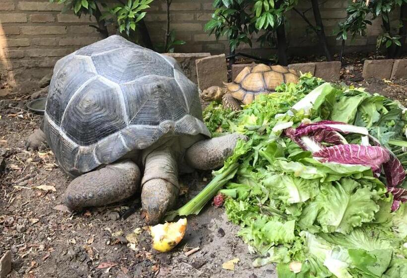 חדר סטנדרט לארבעה, B&b Simona