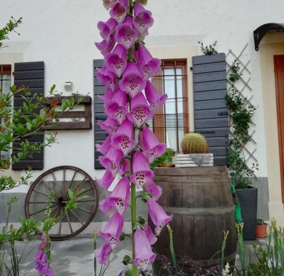 سوییت جونیور لوکس, Ca' Blanca