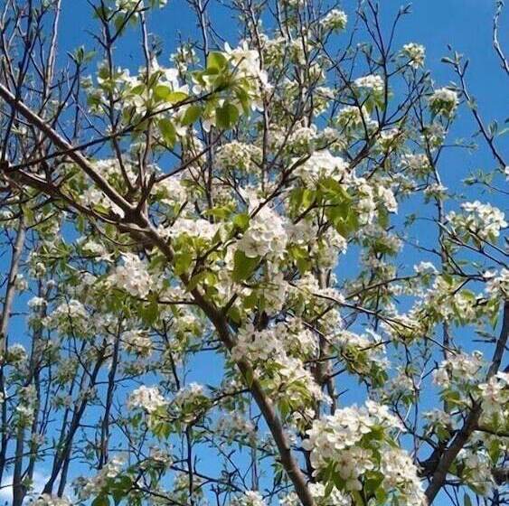 اتاق لوکس, Mimino Guest House