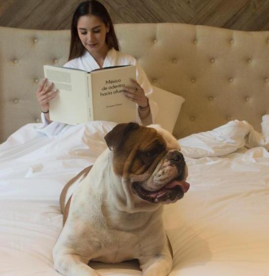 סוויטה דלוקס, Casa Basalto